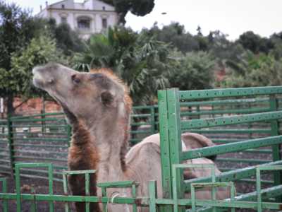 Il misterioso zoo di Modugno